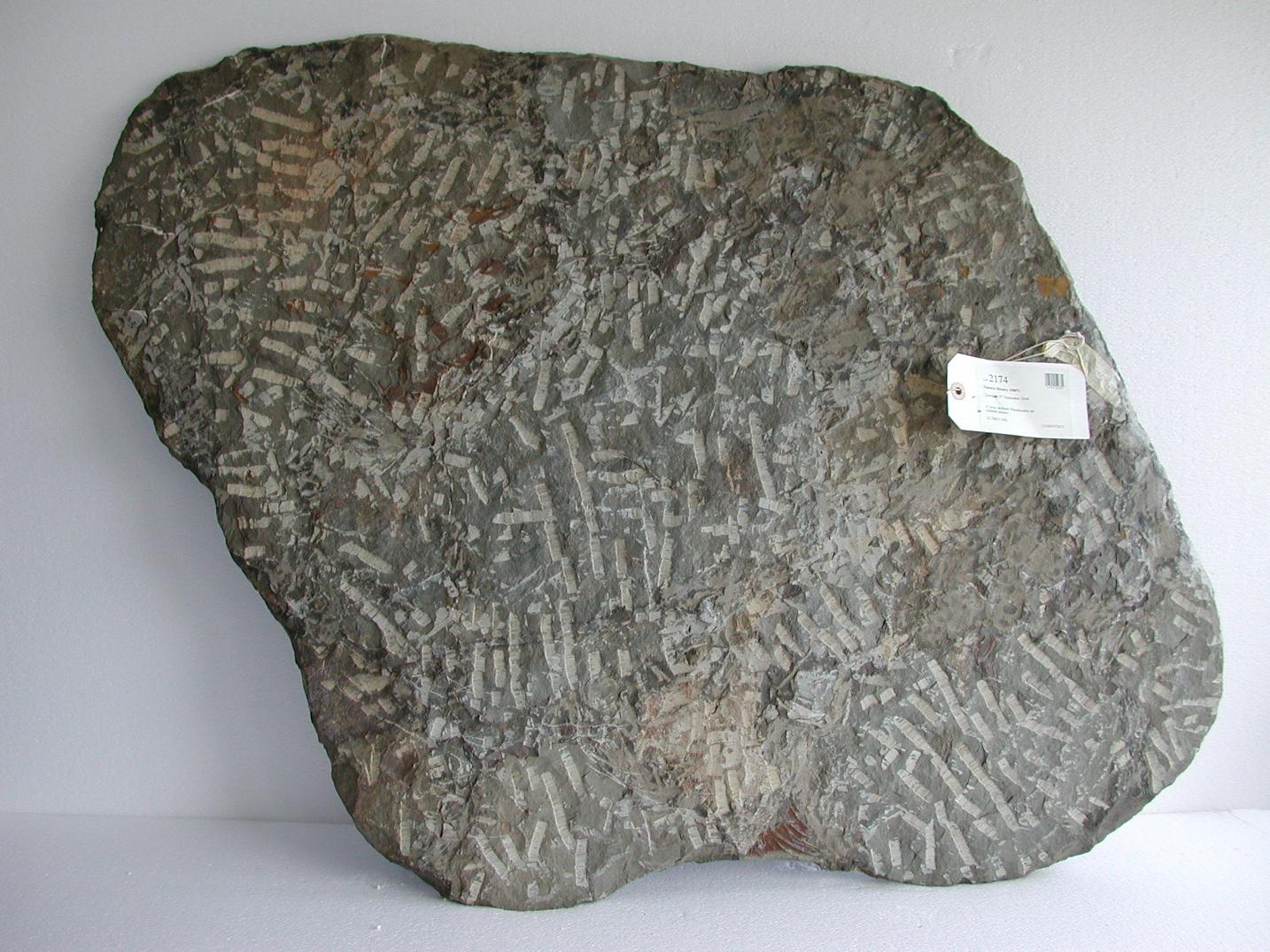A Large Multiple Paradoxides Trilobite Fossil Plaque (Ex. Christie's) - Image 8 of 9