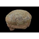 Genuine Fossilised Dinosaur Egg – Hadrosaur