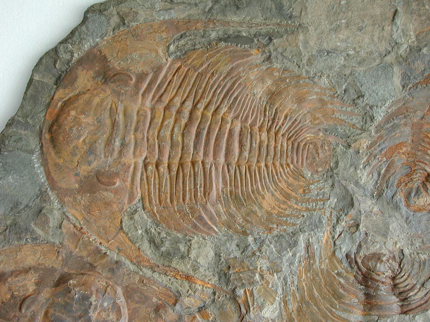 A Large Multiple Paradoxides Trilobite Fossil Plaque (Ex. Christie's) - Image 4 of 9