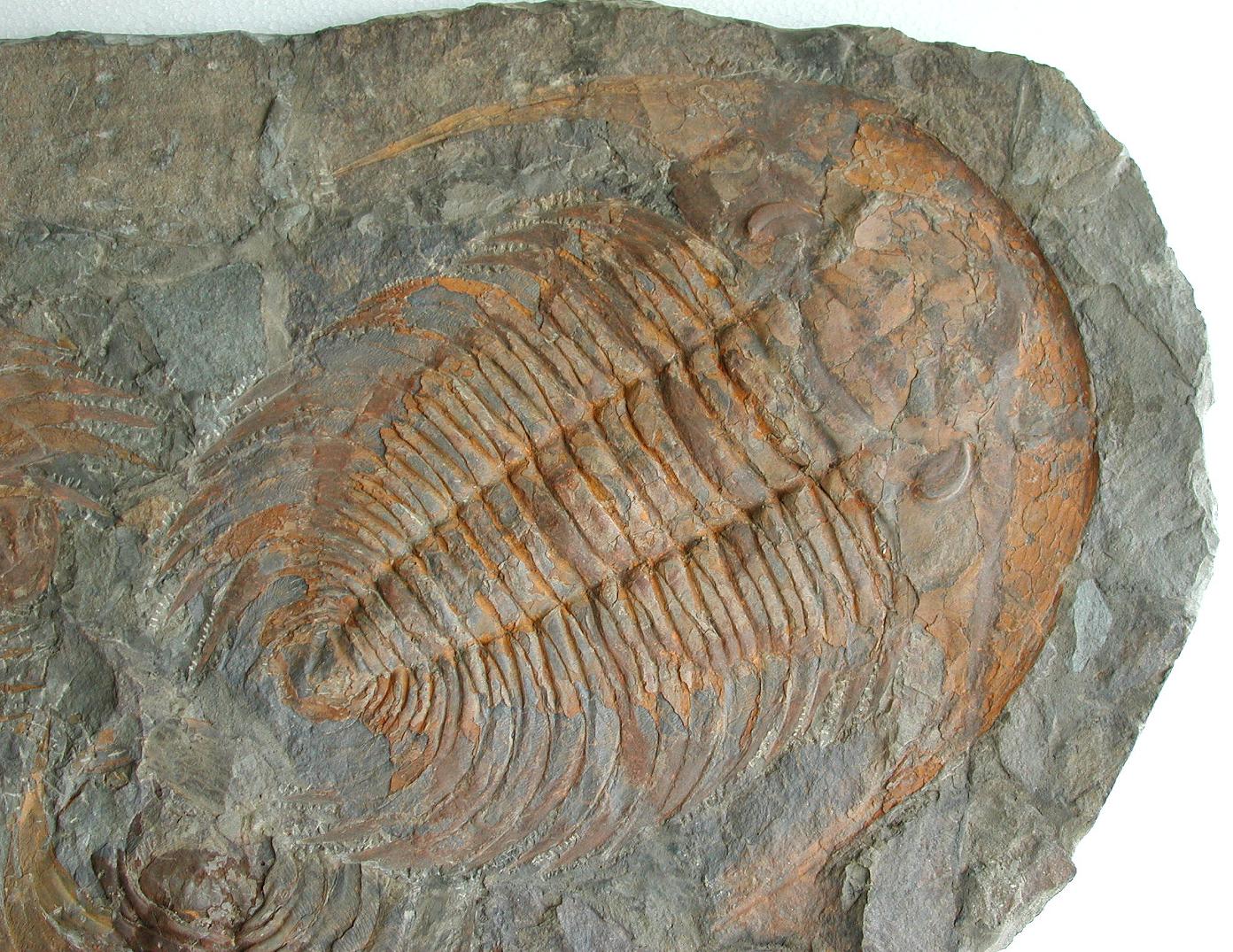 A Large Multiple Paradoxides Trilobite Fossil Plaque (Ex. Christie's) - Image 5 of 9