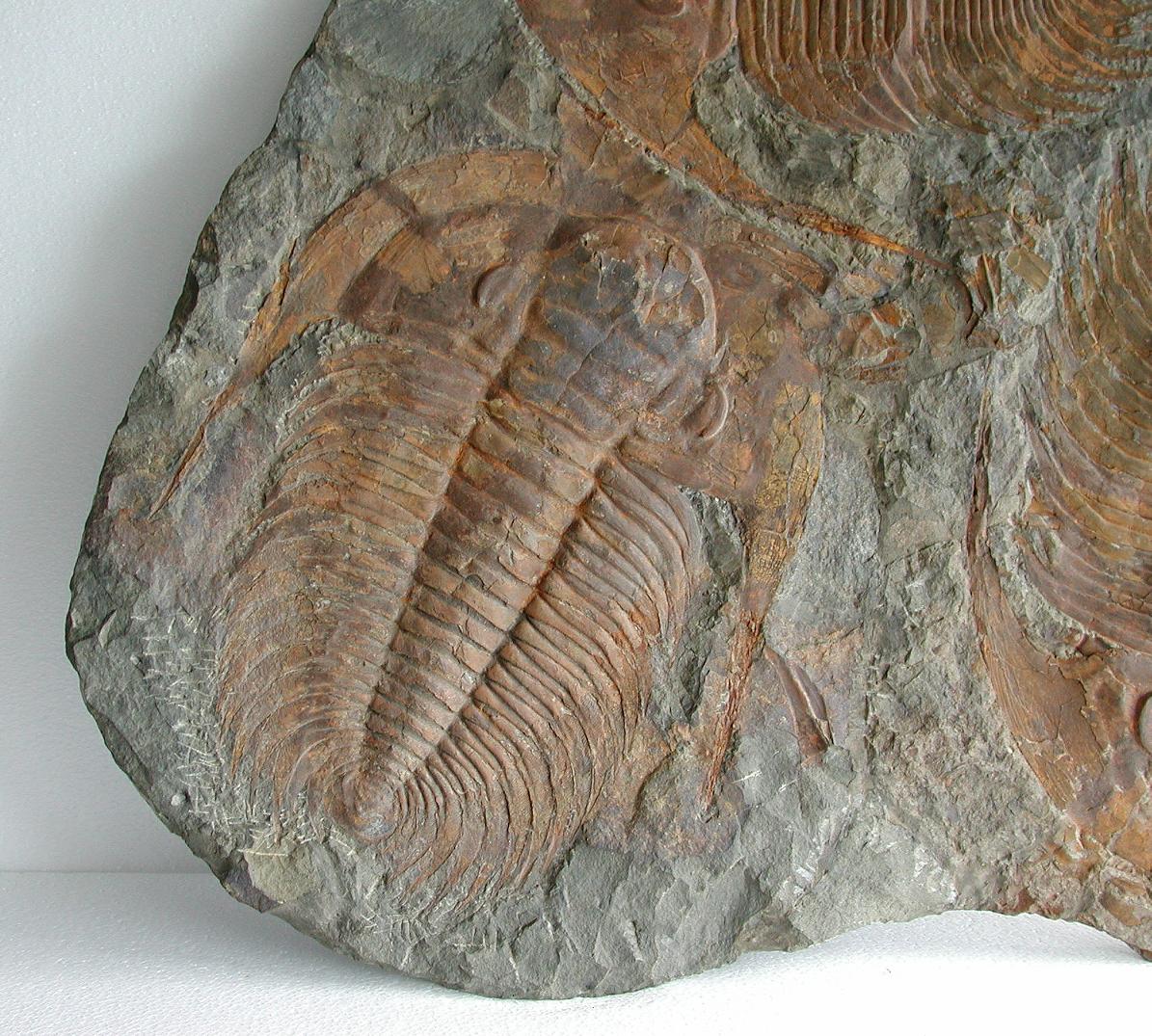 A Large Multiple Paradoxides Trilobite Fossil Plaque (Ex. Christie's) - Image 3 of 9