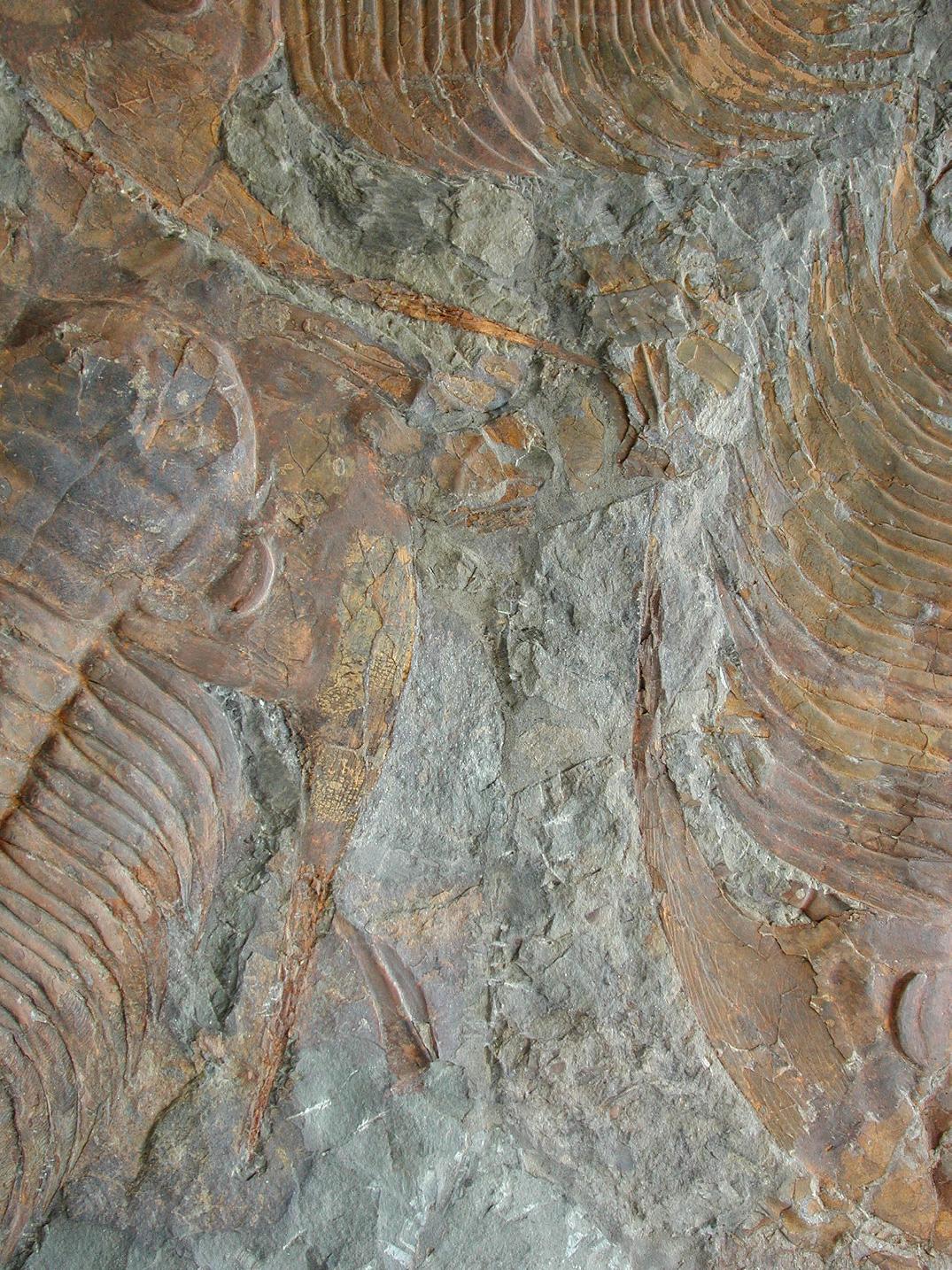 A Large Multiple Paradoxides Trilobite Fossil Plaque (Ex. Christie's) - Image 7 of 9