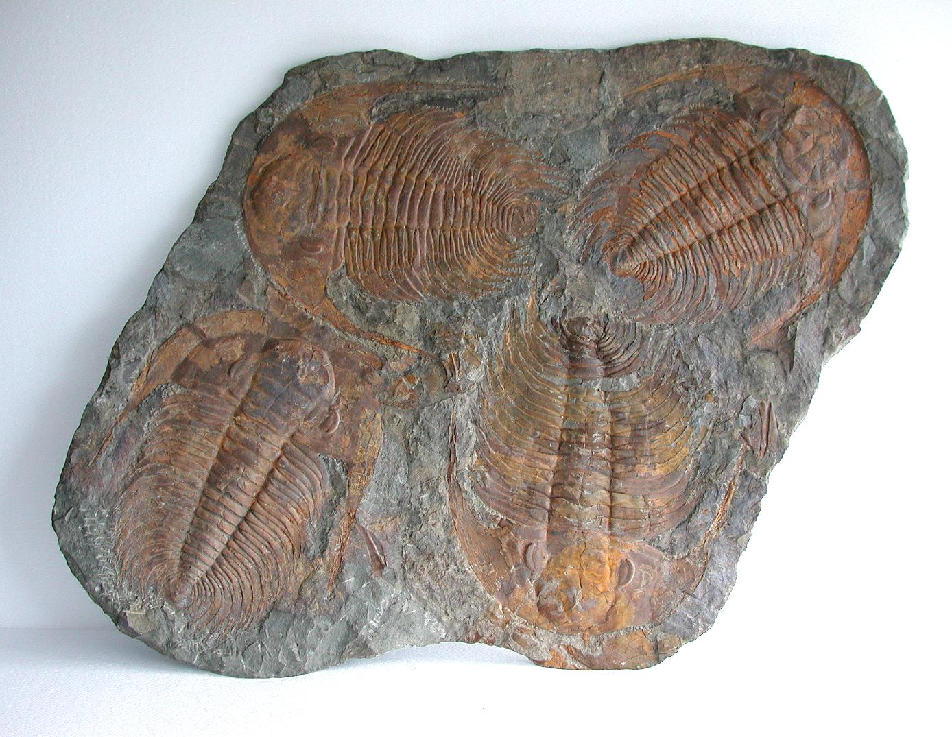 A Large Multiple Paradoxides Trilobite Fossil Plaque (Ex. Christie's) - Image 2 of 9