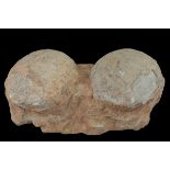 Rare Genuine Double Fossilised Dinosaur Eggs – Hadrosaur