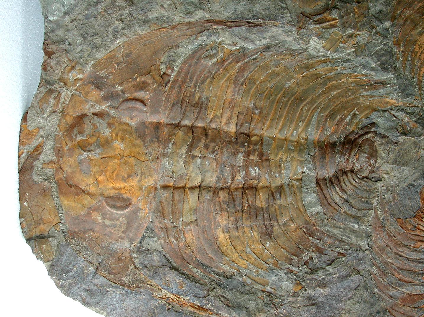 A Large Multiple Paradoxides Trilobite Fossil Plaque (Ex. Christie's) - Image 6 of 9