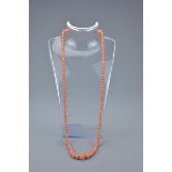 Coral graduated Bead Necklace with 18k white gold clasp, approximately 64cms long, bead size approx.
