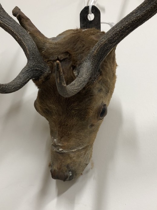 A taxidermist's study of a stag's head with glass eyes. - Image 2 of 2