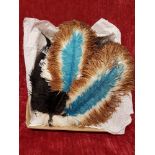 A collection of vintage ostrich feathers