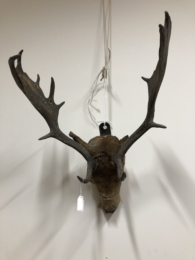 A taxidermist's study of a stag's head with glass eyes.