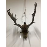 A taxidermist's study of a stag's head with glass eyes.