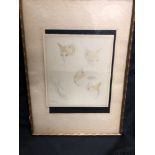 EDMUND DULAC A coloured pencil drawing of six cats signed and dated