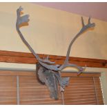 A Mounted Stags Head and Horns