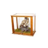 A Cased Taxidermy of an 'Owl'
