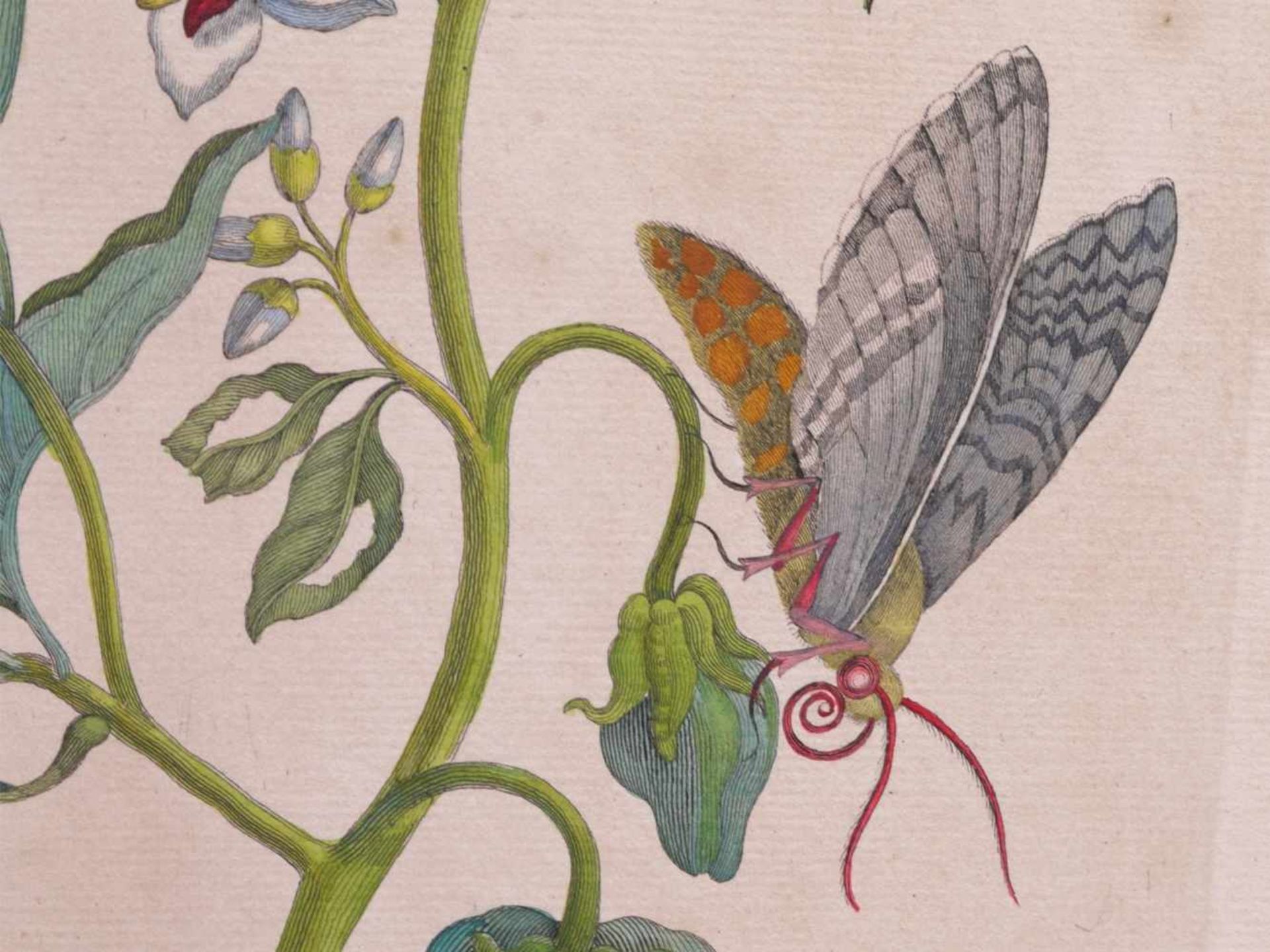 Merian, Maria Sybilla (1647-1717) - Zwei Blatt aus Metamorphosis insectorum surinamensiumDie Blätter - Bild 6 aus 6