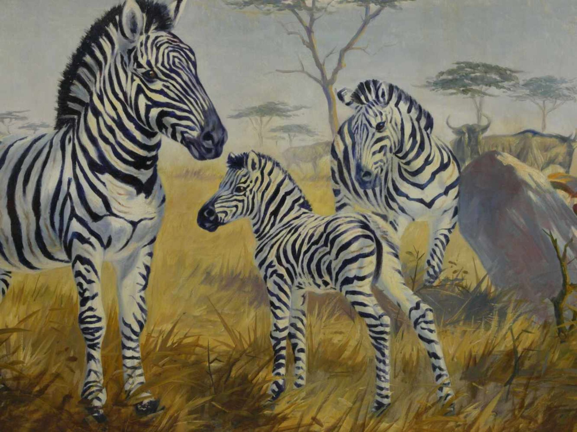 Arendt, Fred (1928) - Zebras in der SavanneEin Paar Zebras mit einem Fohlen, den Betrachter - Bild 6 aus 6