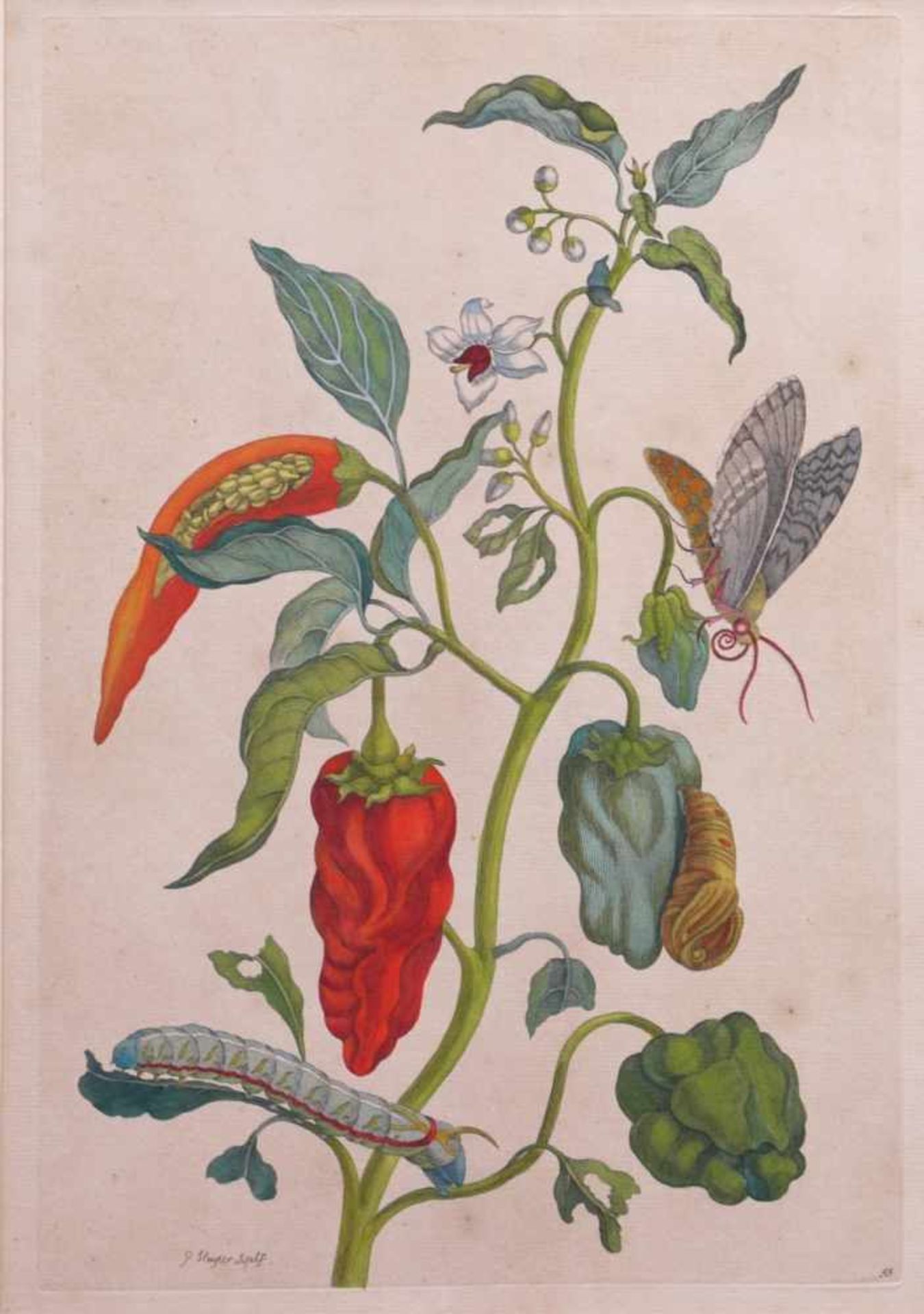 Merian, Maria Sybilla (1647-1717) - Zwei Blatt aus Metamorphosis insectorum surinamensiumDie Blätter - Bild 3 aus 6