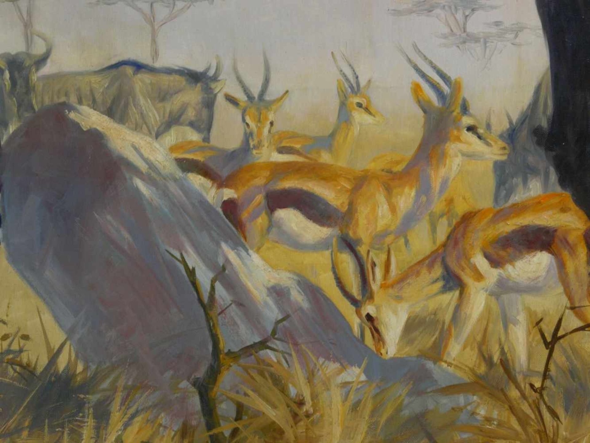 Arendt, Fred (1928) - Zebras in der SavanneEin Paar Zebras mit einem Fohlen, den Betrachter - Bild 5 aus 6