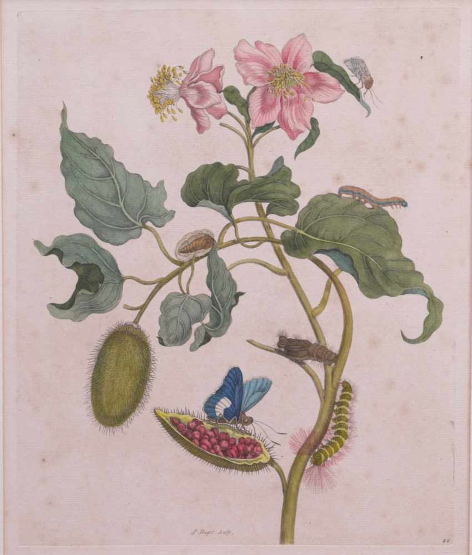 Merian, Maria Sybilla (1647-1717) - Zwei Blatt aus Metamorphosis insectorum surinamensiumDie Blätter - Bild 2 aus 6