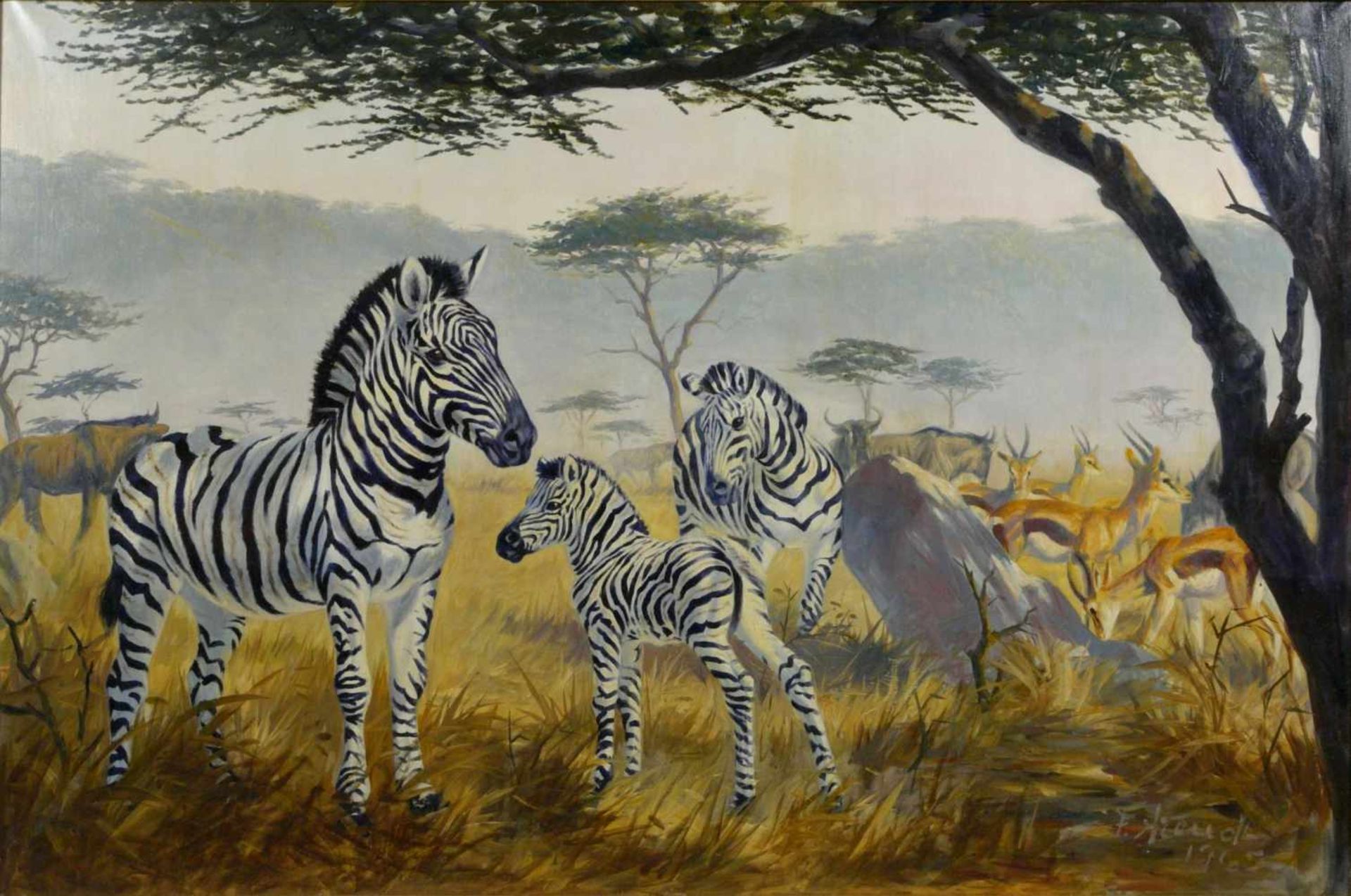 Arendt, Fred (1928) - Zebras in der SavanneEin Paar Zebras mit einem Fohlen, den Betrachter - Bild 2 aus 6