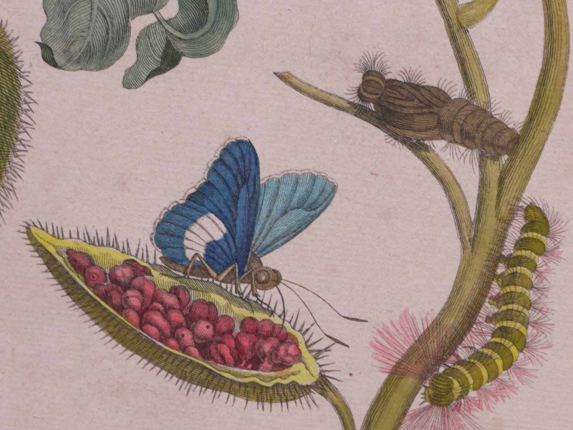Merian, Maria Sybilla (1647-1717) - Zwei Blatt aus Metamorphosis insectorum surinamensiumDie Blätter - Bild 5 aus 6
