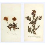 Naturkunde: Herbarium. 25 Bll. mit aufgeklebten Pflanzen, jew. von Hand beschriftet. Blattgr. 21 x