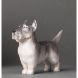 Scotch Terrier. Figurine mit Unterglasurbemalung. Royal Copenhagen, nach 1923, grüne Zahl 2853. L 20