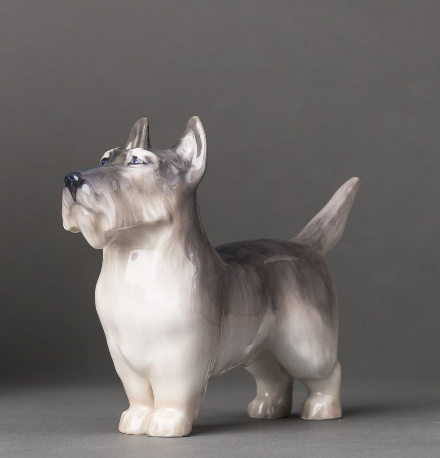 Scotch Terrier. Figurine mit Unterglasurbemalung. Royal Copenhagen, nach 1923, grüne Zahl 2853. L 20