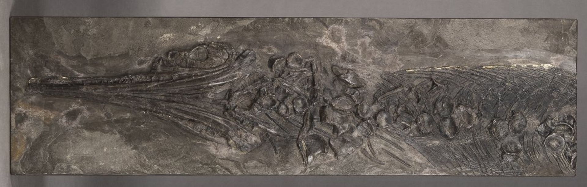 Versteinerung. Fischsaurier Ichthyosaurus Stenopterygius. Lias, Holzmaden. 31 x 110 cm- - -27.00 %