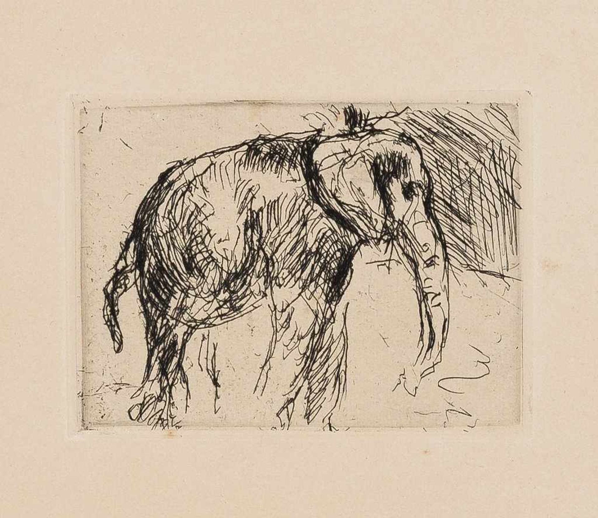 Lovis Corinth. 1858 Tapiau - 1925 Zandvoort. Um 1917/18. Elefant. Radierung, Aufl. 150 Ex. Pl. 8,6 x