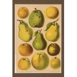 Äpfel und Birnen. Chromolitho aus "Vom Fels zum Meer" 1889. Ca. 24 x 16 cm. Gl.u.R- - -27.00 %