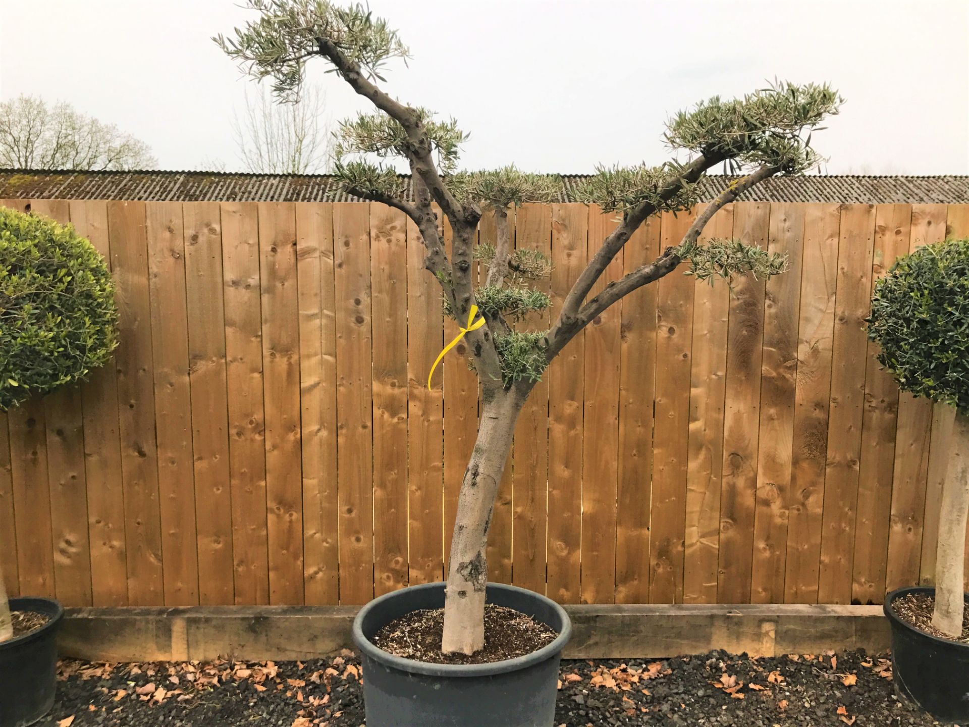 DECORATIVE HARDY OLIVE BONSAI TREE – IMPRESSIVE GARDEN STATEMENT CENTRE PIECE