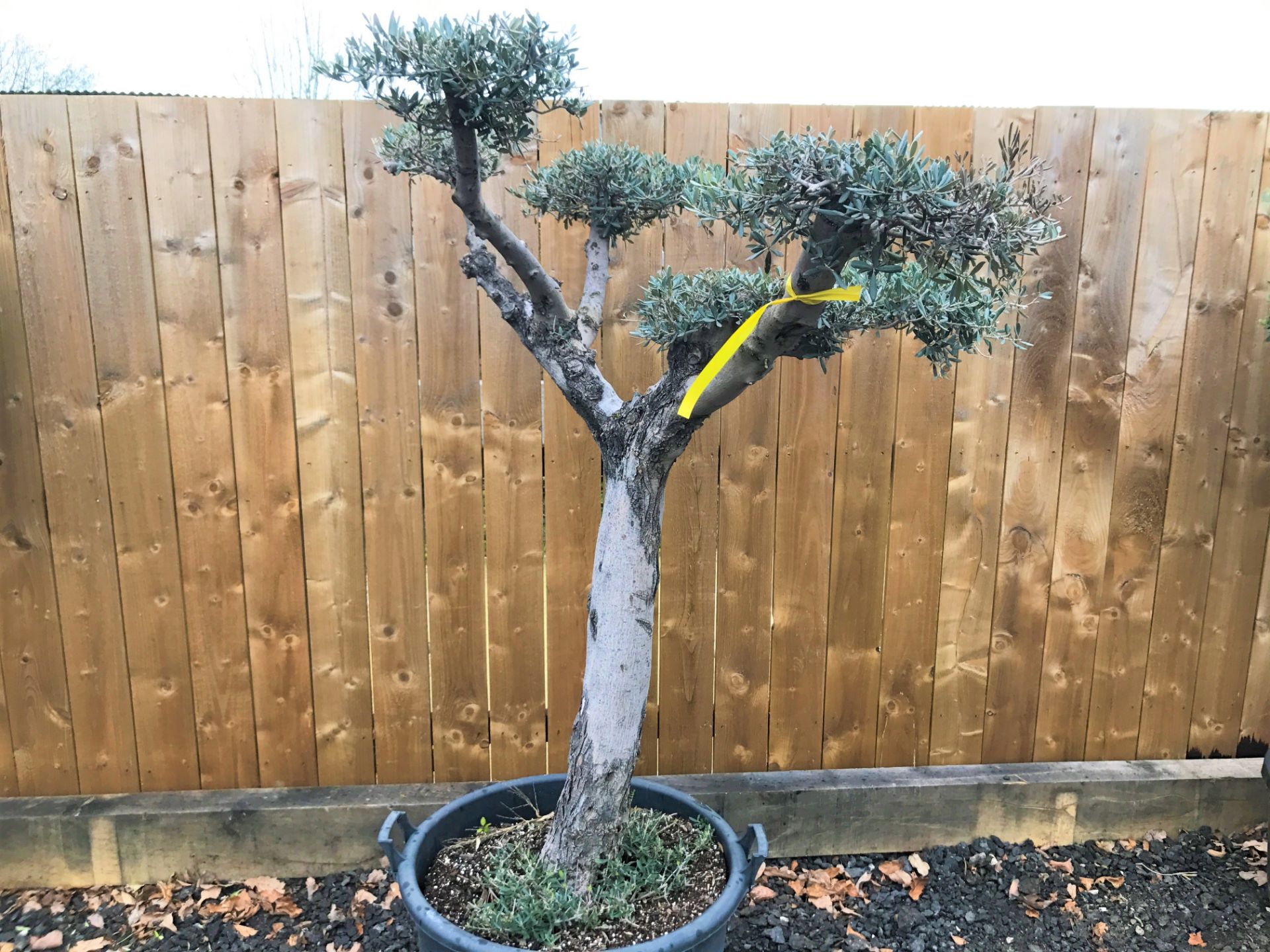 DECORATIVE HARDY OLIVE BONSAI TREE – IMPRESSIVE GARDEN STATEMENT CENTRE PIECE