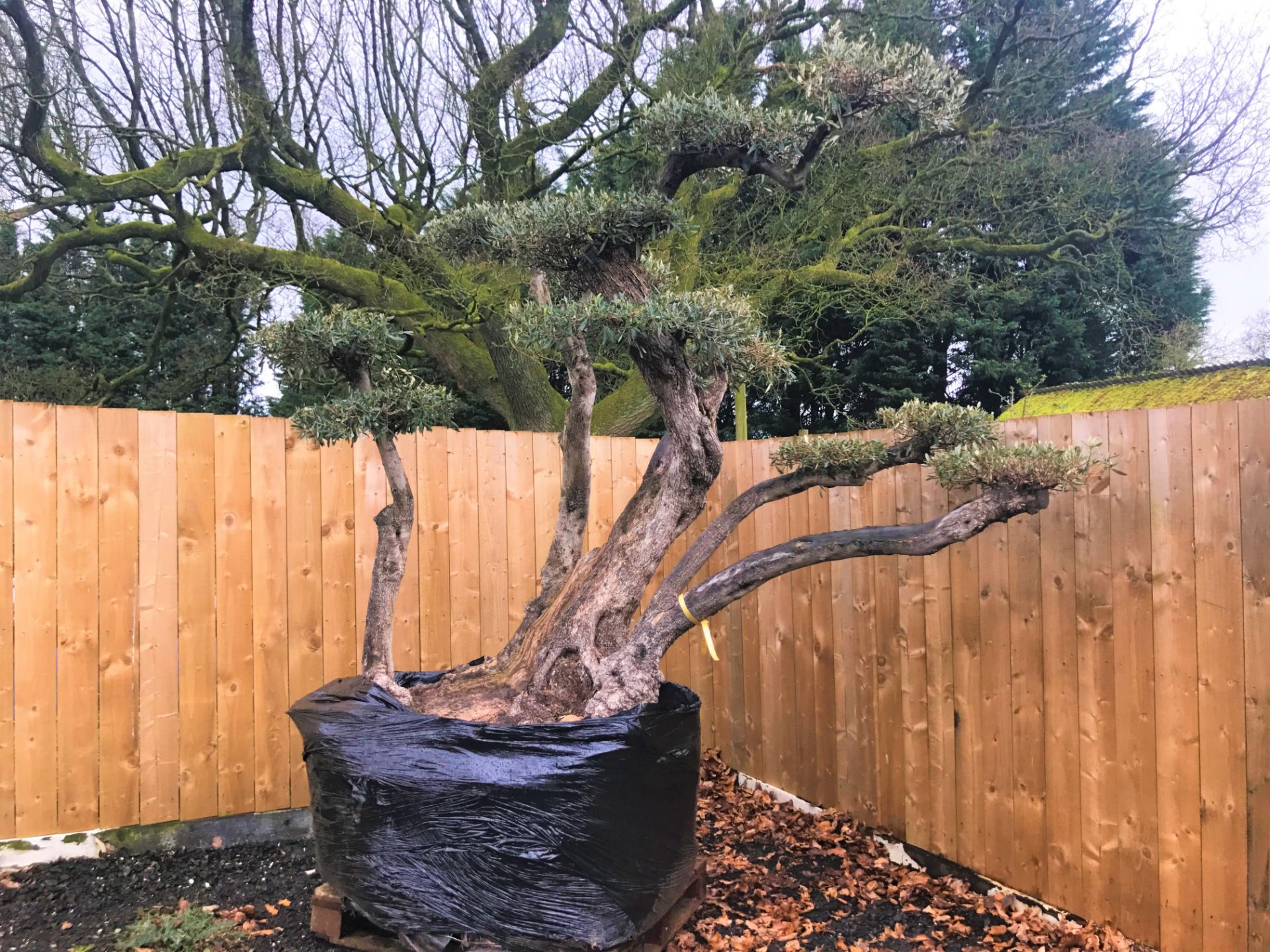 DECORATIVE  200 + YEAR OLD HARDY OLIVE BONSAI TREE – IMPRESSIVE GARDEN STATEMENT CENTRE PIECE