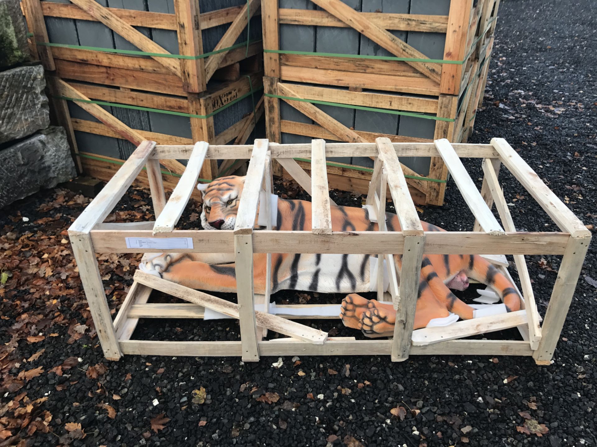 MASSIVE CRATED TIGER LAYING