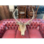 LARGE 340LB OLD DEER HEAD WITH ANTLERS ON PLAQUE