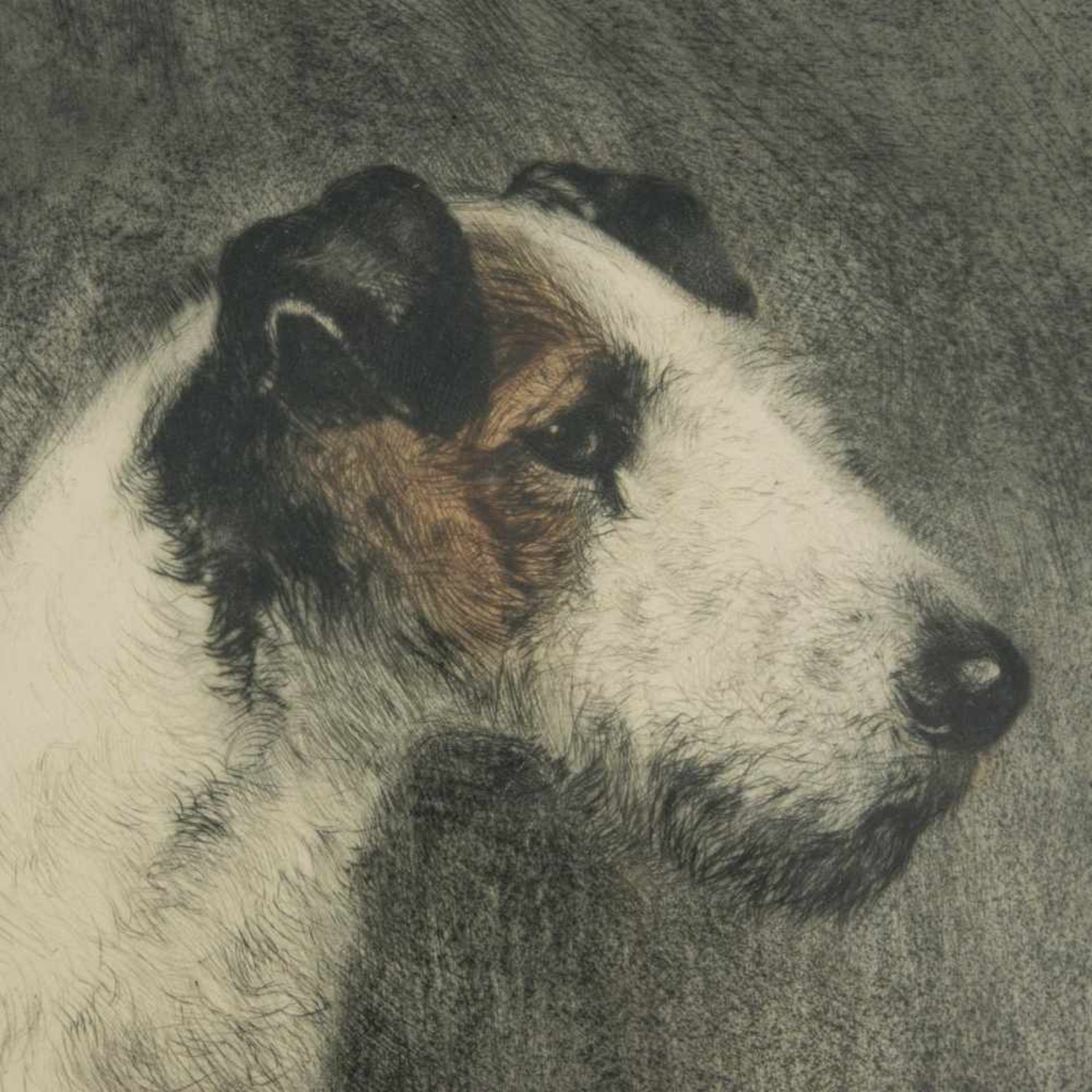 "Terrier". Hinter Glas gerahmte Radierung des Kurt Meyer-Eberhardt (Leipzig 1895 - 1977 München), - Bild 3 aus 5