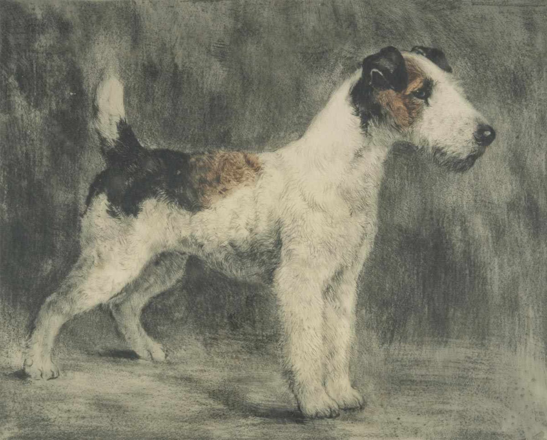 "Terrier". Hinter Glas gerahmte Radierung des Kurt Meyer-Eberhardt (Leipzig 1895 - 1977 München),