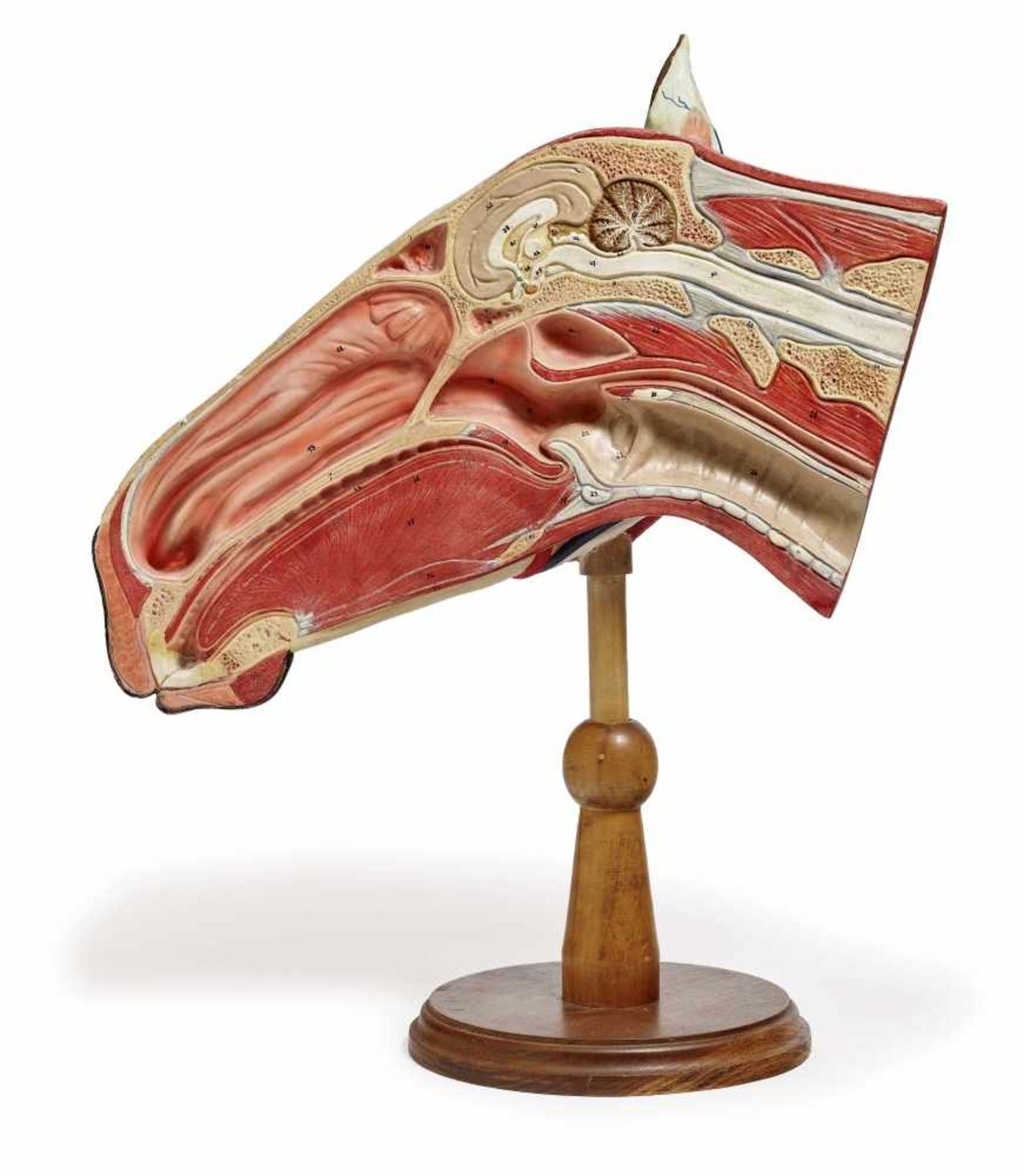 An anatomical modelFrance, circa 1920 Papier mâché, painted. Ear removable. On wooden base. Height - Bild 2 aus 2