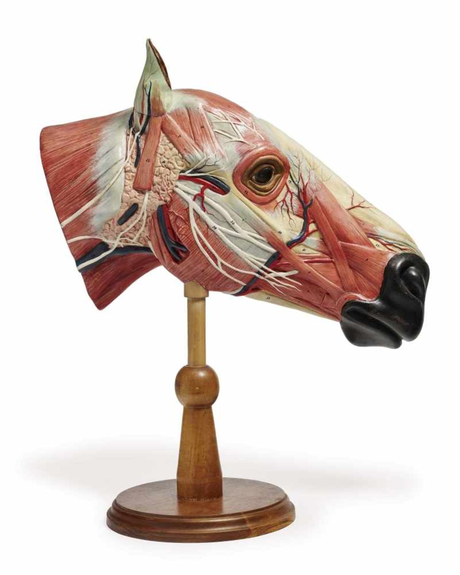 An anatomical modelFrance, circa 1920 Papier mâché, painted. Ear removable. On wooden base. Height