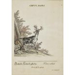 Johann Elias RidingerRupicapra - Alce - Dama spadiceus - Cervus Dama Four coloured copper engravings