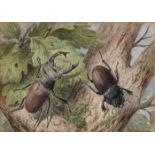 Josef FleischmannMay beetle - Stag beetle Signed lower left and lower right, respectively. Each