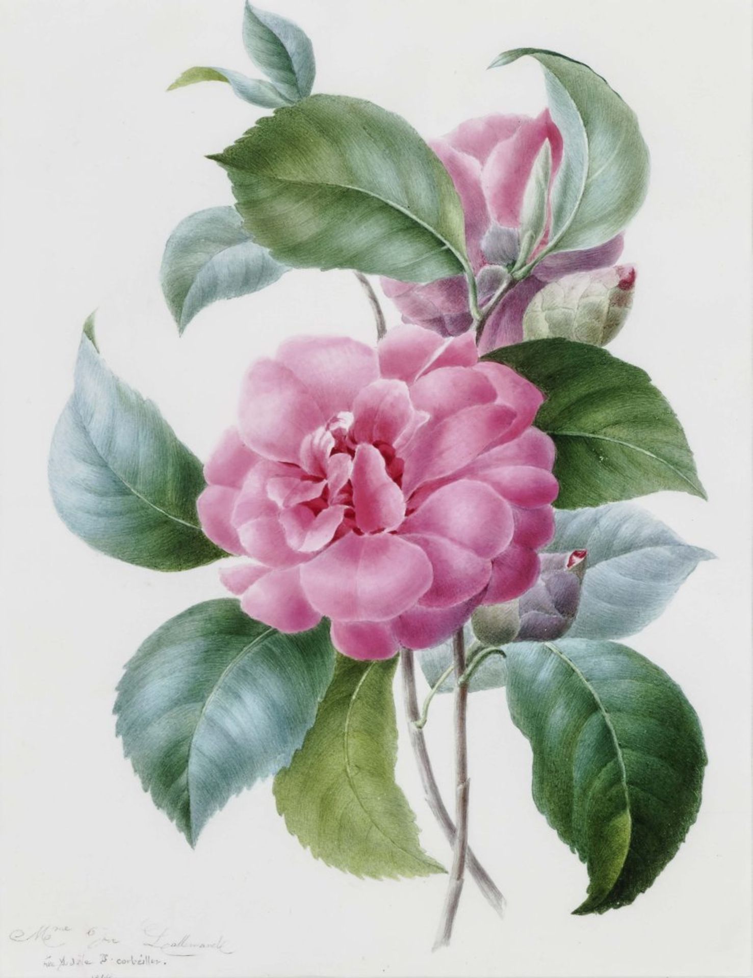 Lallemand, née Corbeiller, Adèle deRose Branch Signed lower left and dated 1848. Watercolour and