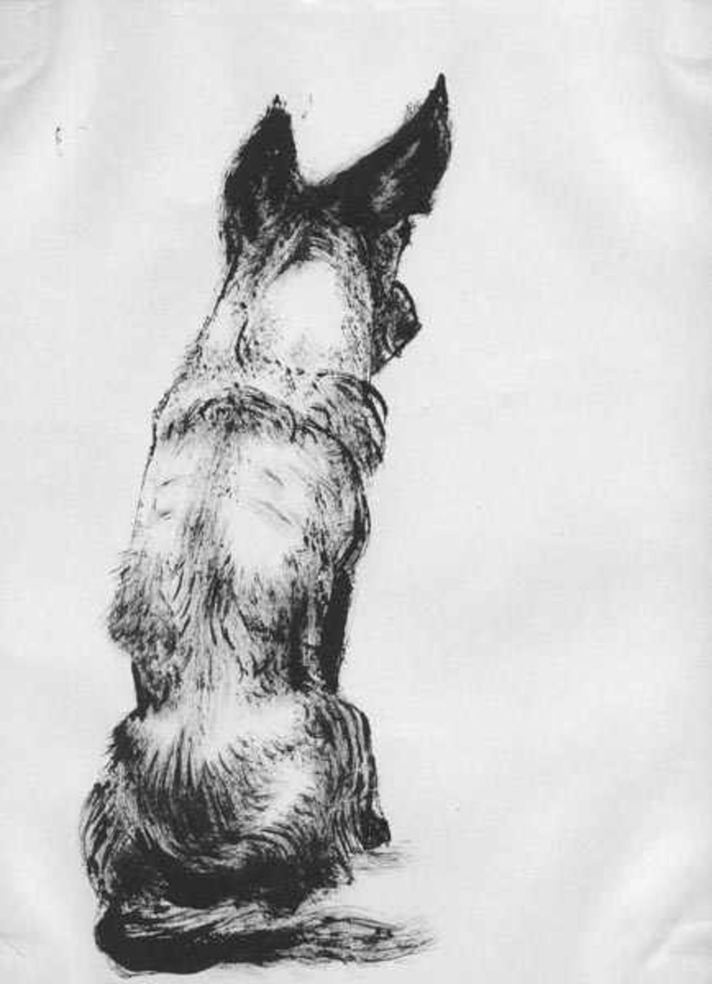 Hegenbarth, Josef(Böhmisch-Kamnitz 1884 - 1962 Dresden)Windhund (Dingo)Zeichnung, Pinsel, Tusche, um