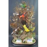 VICTORIAN DOMED GLASS CASE containing display of exotic birds amongst foliage and grasses with