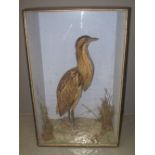 CASED SPECIMEN BITTERN on rockwork with mosses and grasses.