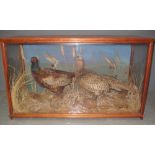 CASED SPECIMEN BRACE OF PHEASANTS, male and female amongst foliage and grasses. Recased.