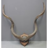 PAIR OF KUDU HORNS mounted on an oak shield shaped plaque. 100cm wide approx. (B.P. 24% incl.