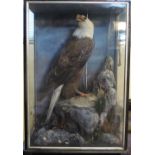 SPECTACULAR CASED SPECIMEN SEA EAGLE WITH CURLEW PREY on rockwork with ferns and foliage.