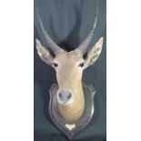 MOUNTED HEAD OF A REED BUCK on oak shield shaped plaque with smaller raised plaque inscribed