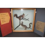 MUSEUM TYPE CASE CONTAINING SPECIMEN RED SQUIRREL with grey squirrel on branch.